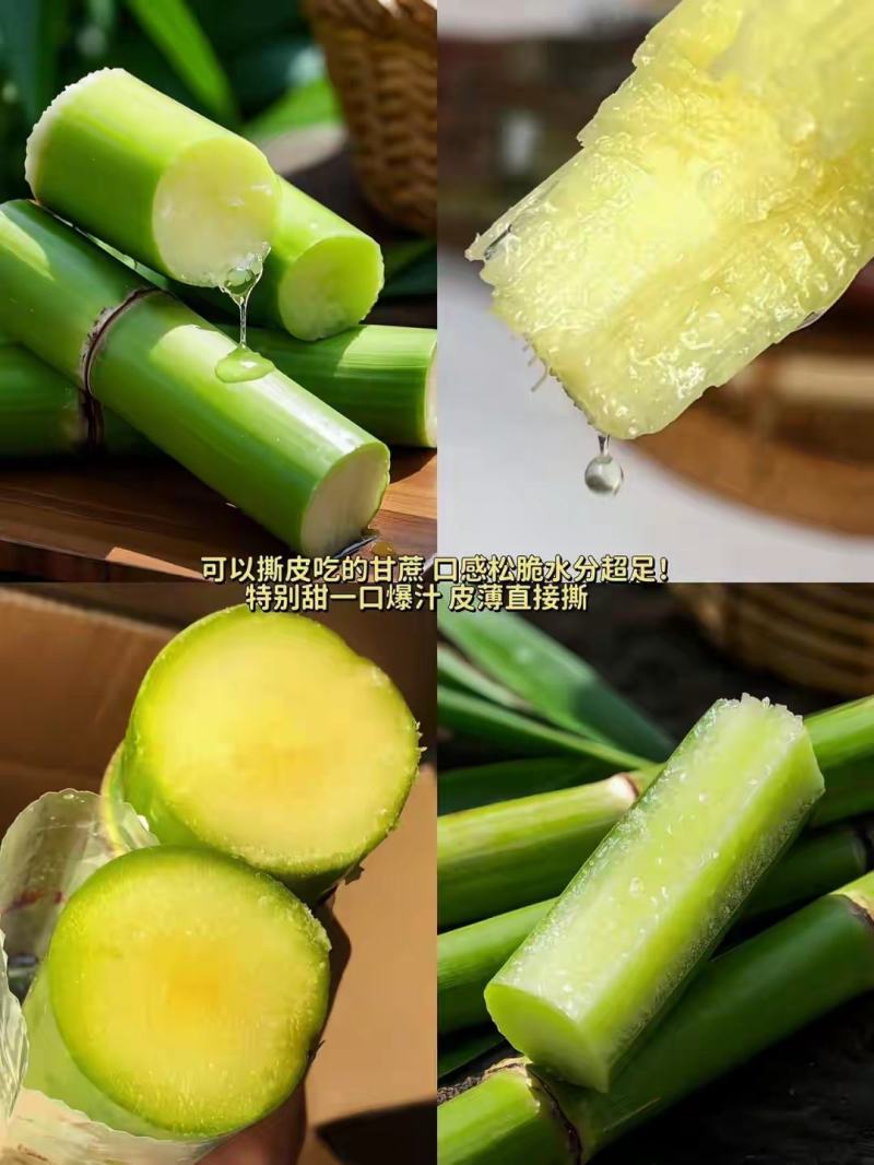 青皮甘蔗大小都有看品质议价