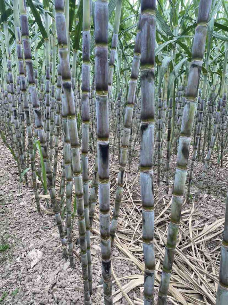 青皮甘蔗大小都有看品质议价