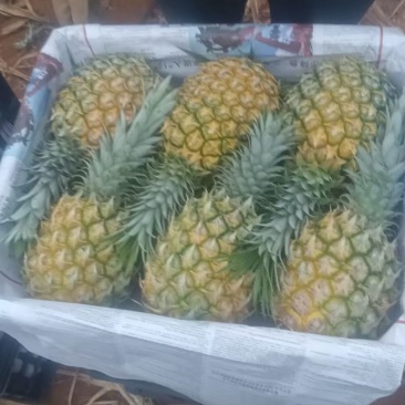 菠萝