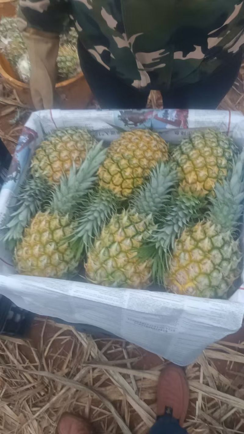 菠萝