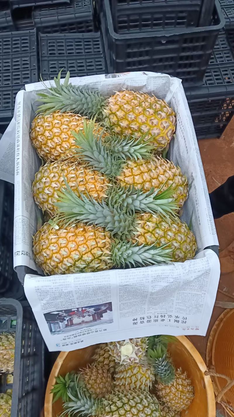 菠萝