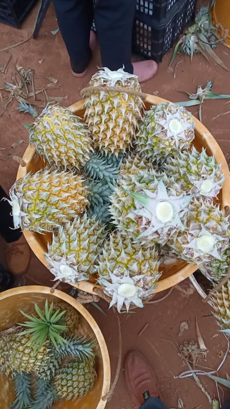 菠萝