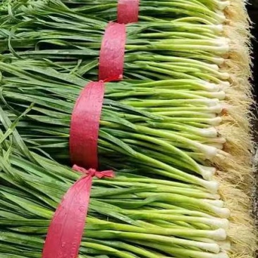 蒜苗