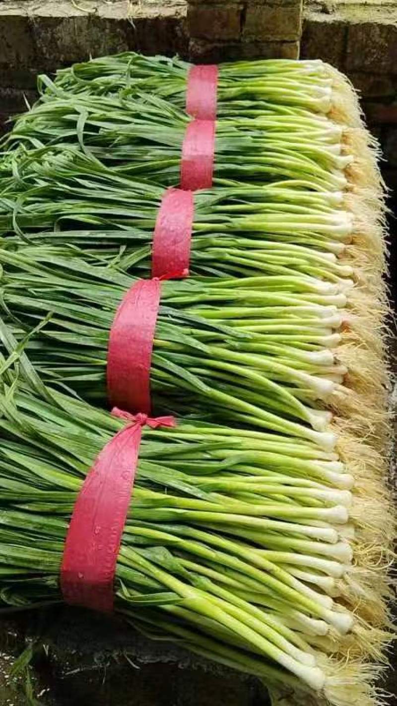 蒜苗