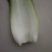 青菜