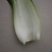 青菜