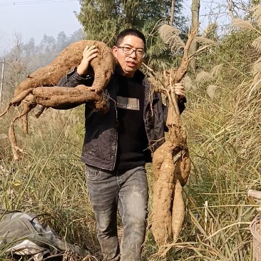 重庆野生葛根粉，无污染***
