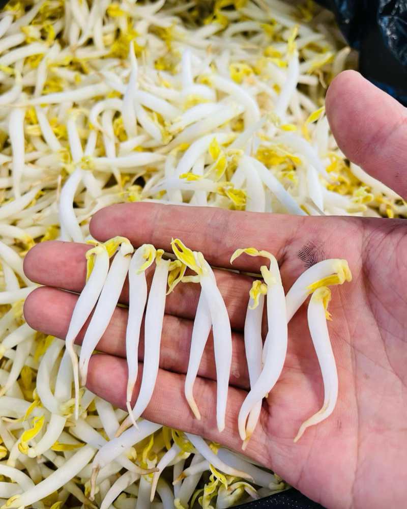 胖豆芽品质**