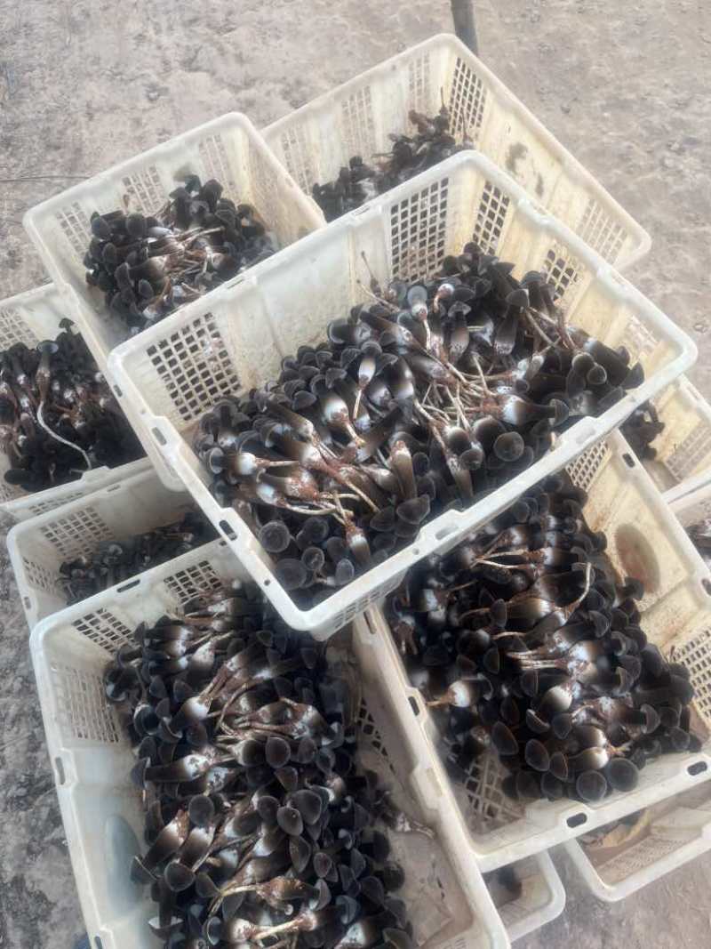 种植户、黑皮鸡枞、***********