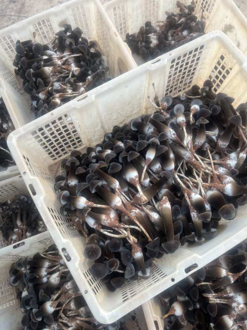 种植户、黑皮鸡枞、***********