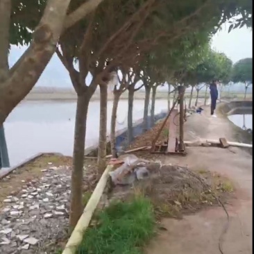 桂花树