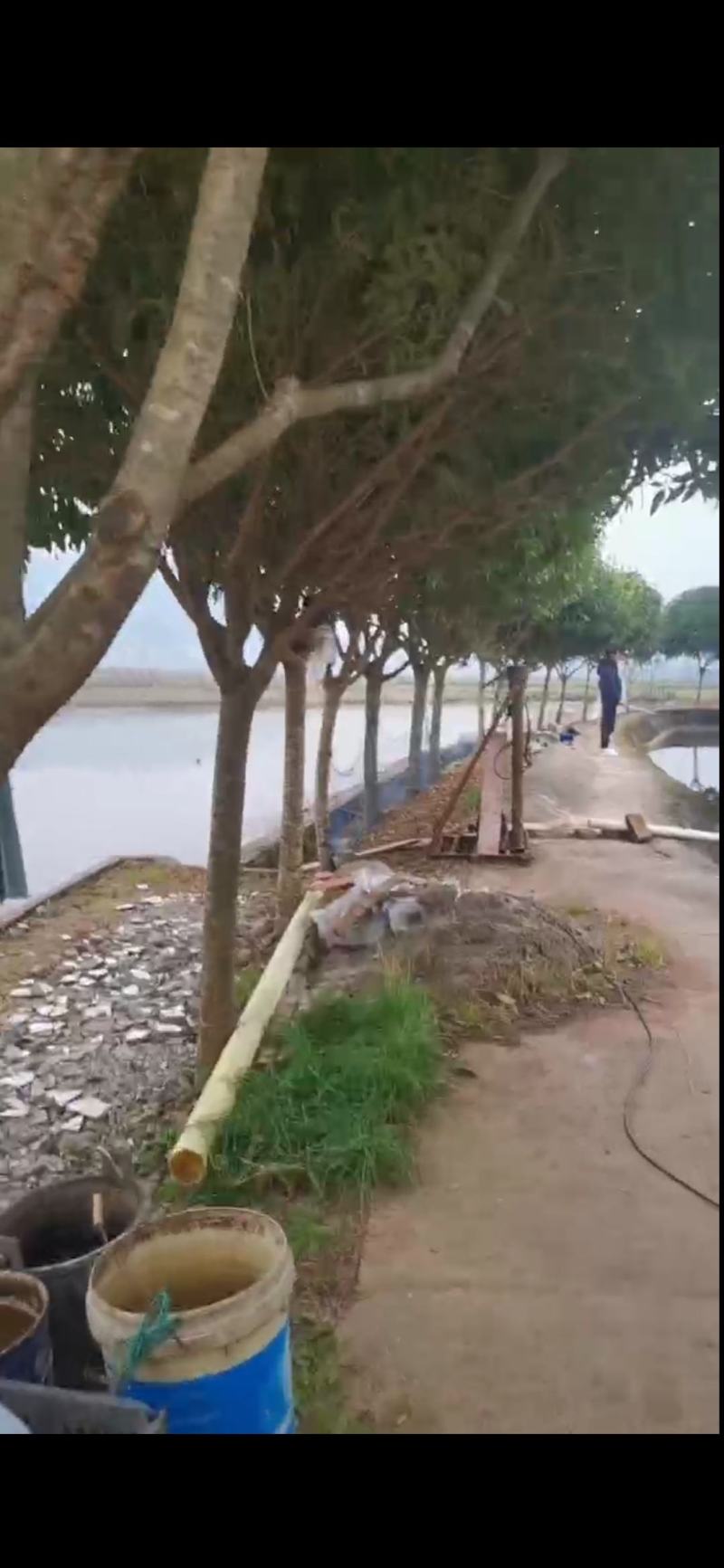 桂花树