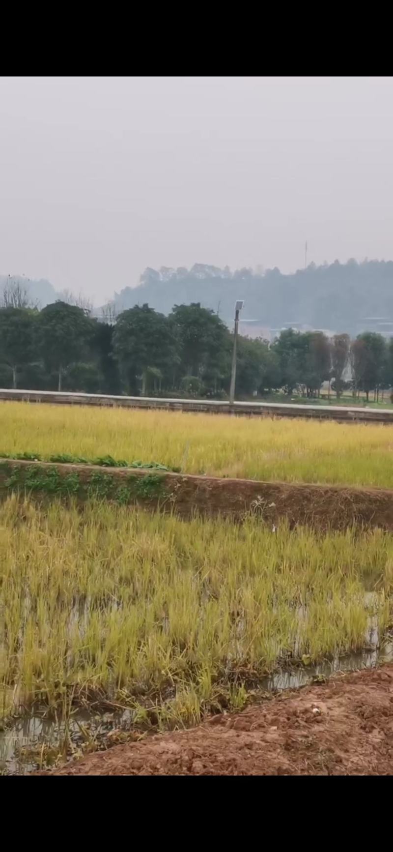 桂花树