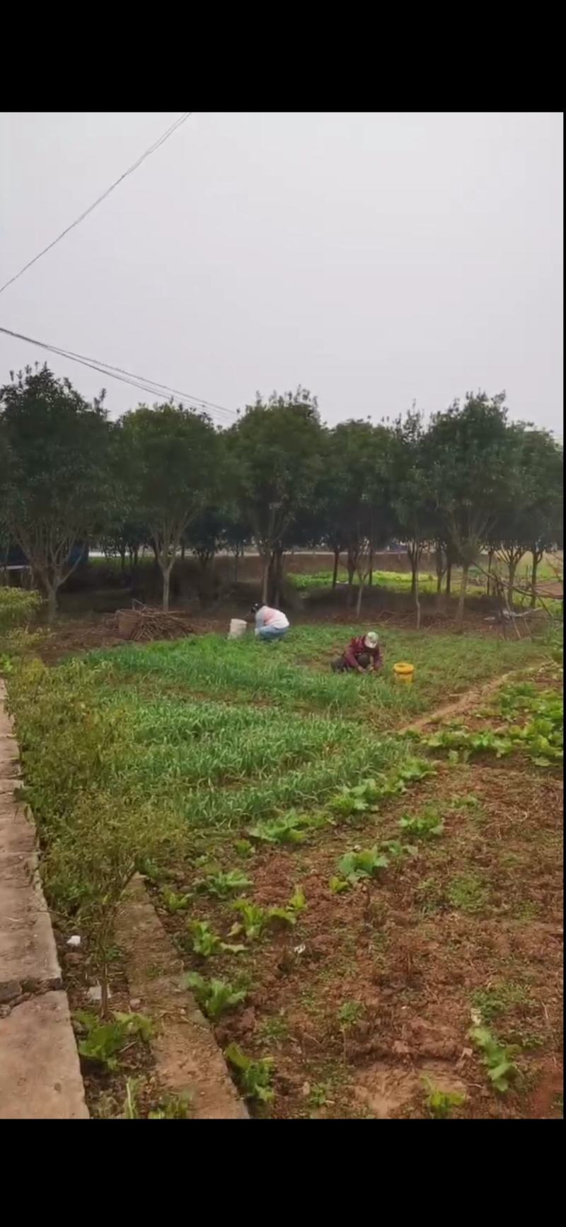 桂花树