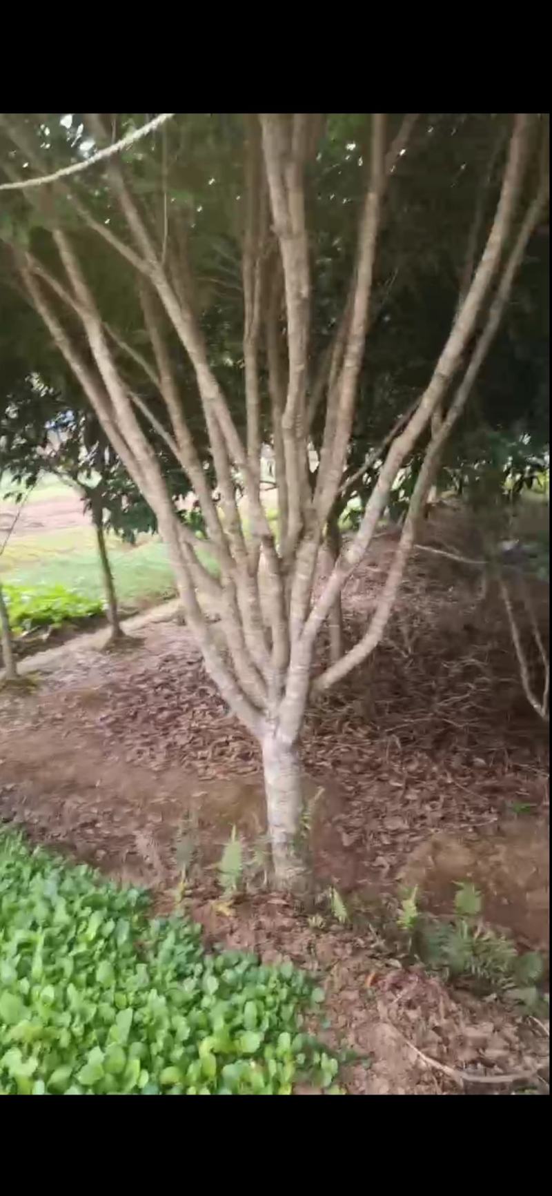 桂花树