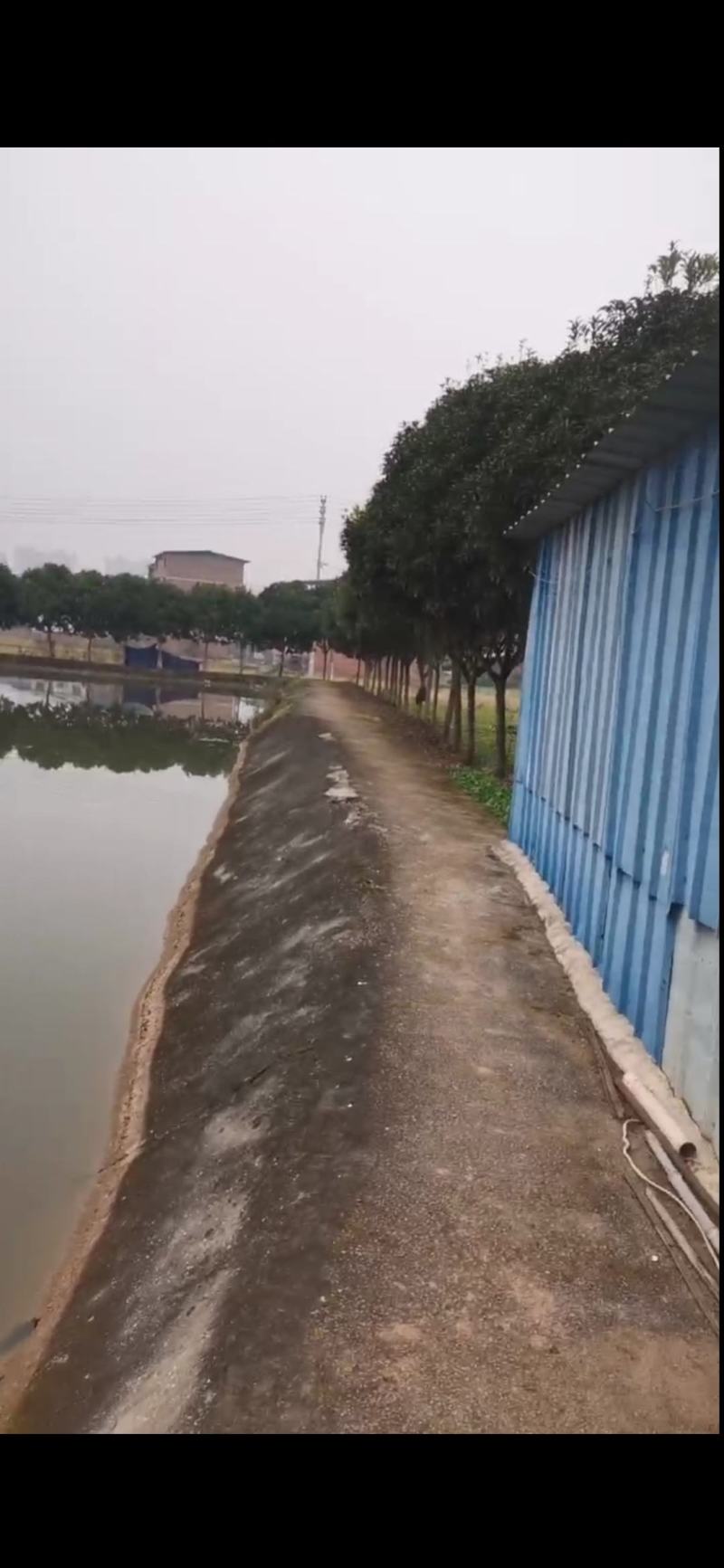 桂花树