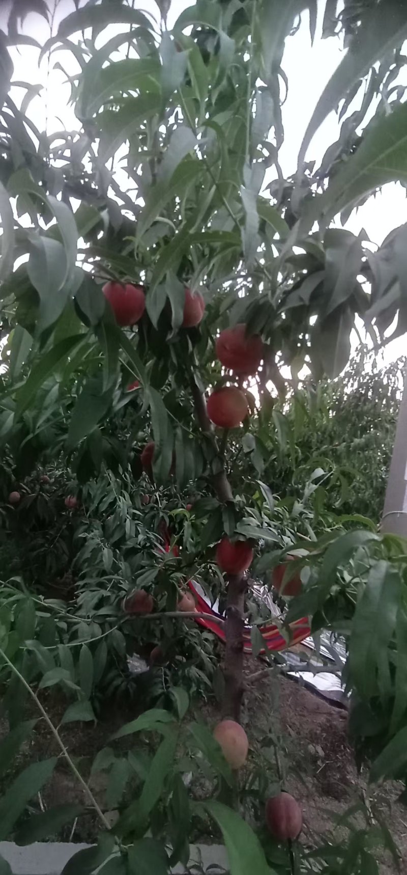 商丘桃苗，自己嫁接品种有保证！