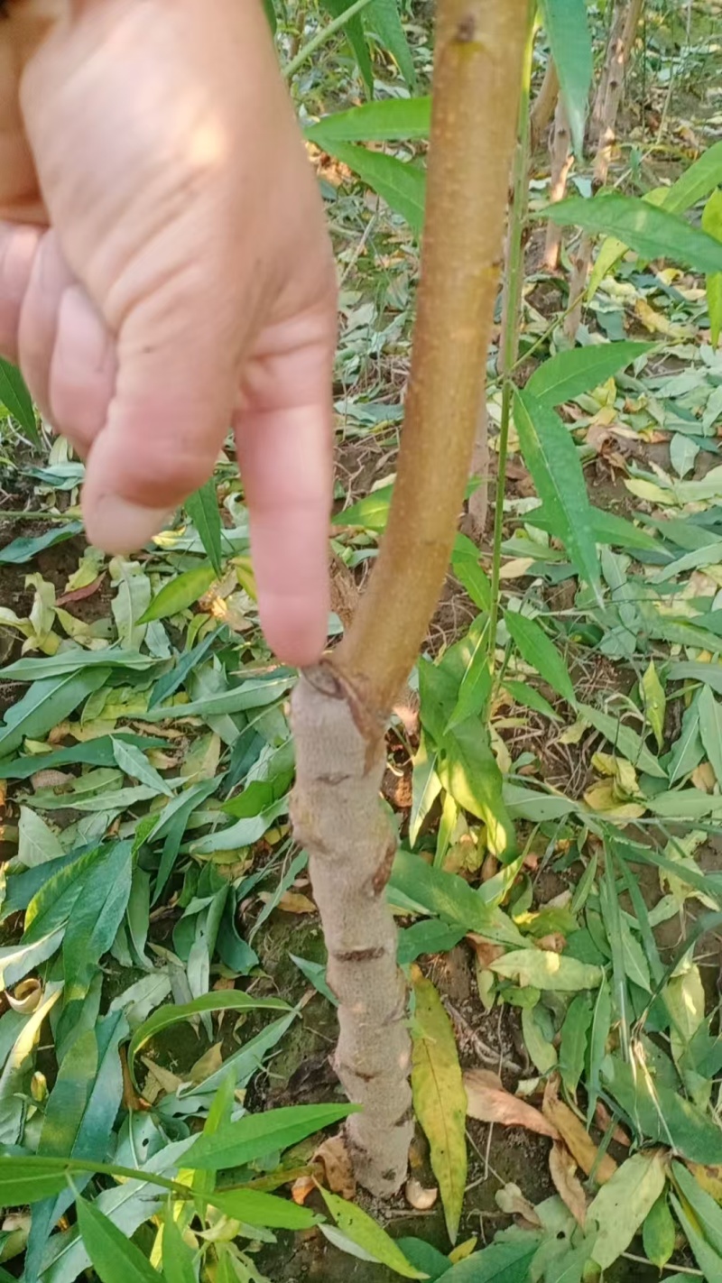 商丘桃苗，自己嫁接品种有保证！