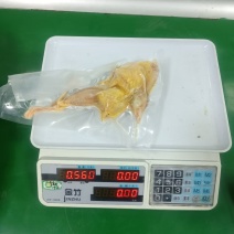 二级4量以上的鹧鸪2000只左右