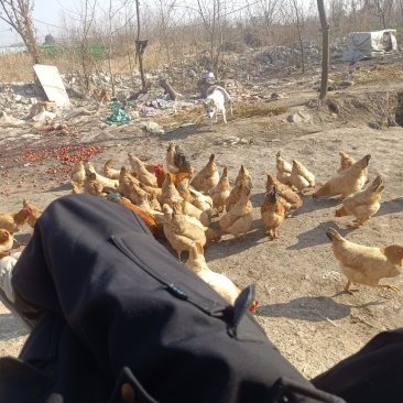 林地散养土鸡