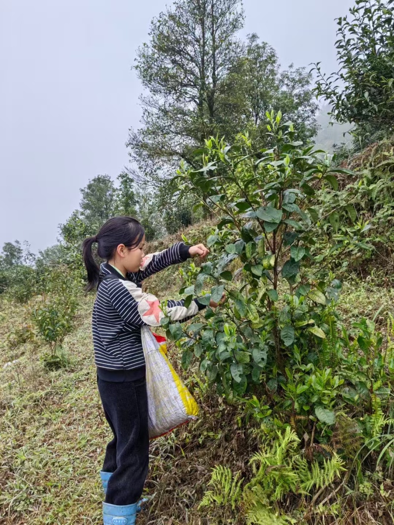 自家茶园生产的高山茶。红茶绿茶都有，需要的老板联系，