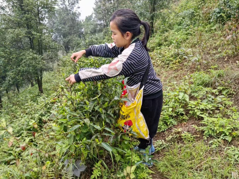 自家茶园生产的高山茶。红茶绿茶都有，需要的老板联系，