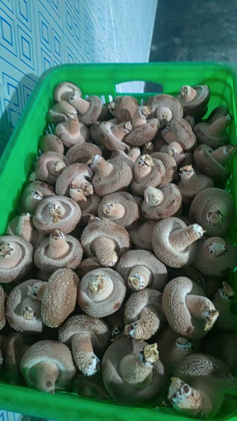 新鲜采摘香菇
