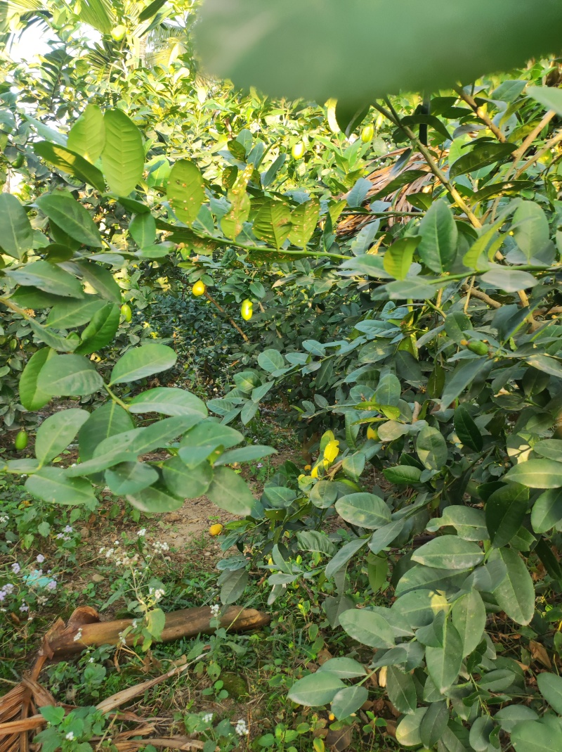 香水柠檬