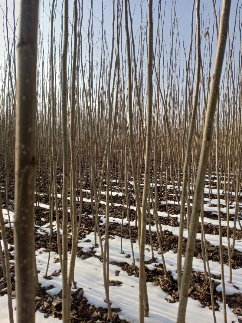 杨树苗107
