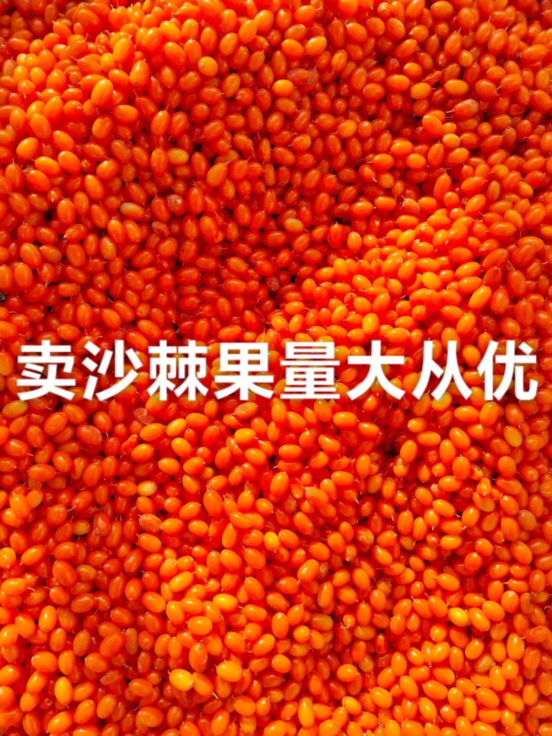 自家在山上采的沙棘果已经挑选完全部净果