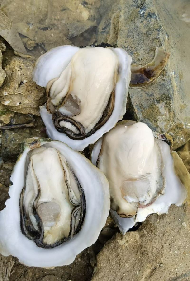 海鲜海蛎子