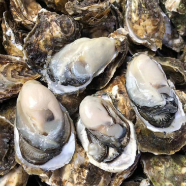海鲜海蛎子