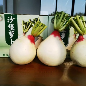 圆萝卜
