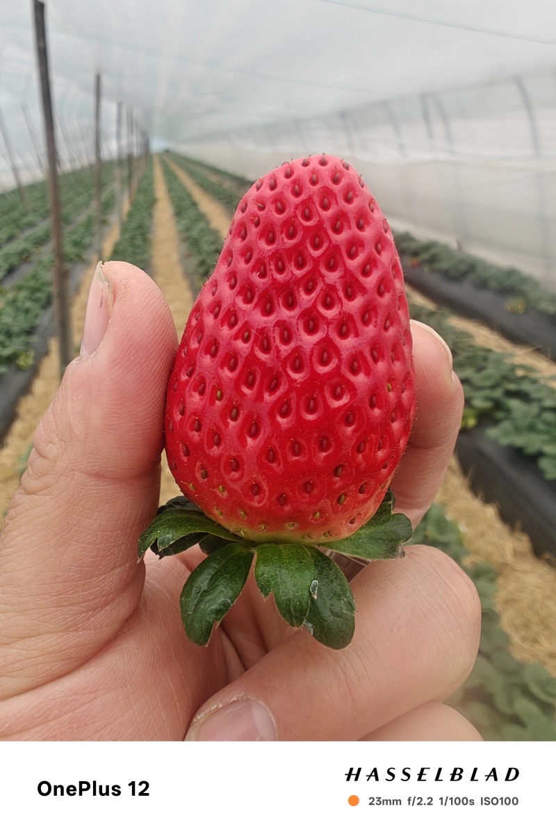 T8023L0723章姬草莓，天仙醉，奶油