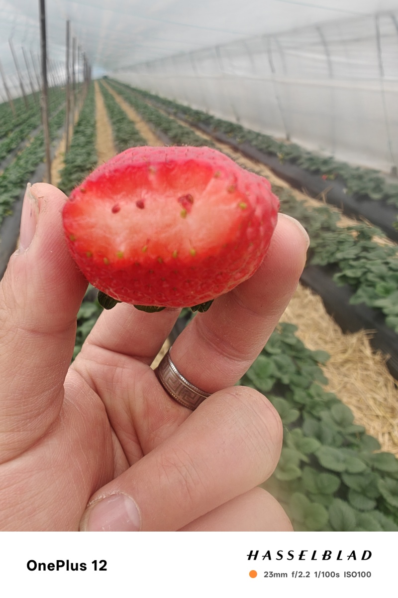T8023L0723章姬草莓，天仙醉，奶油