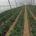 T8023L0723章姬草莓，天仙醉，奶油