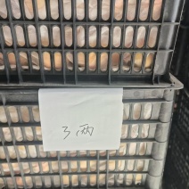 佛见喜梨，榨汁用