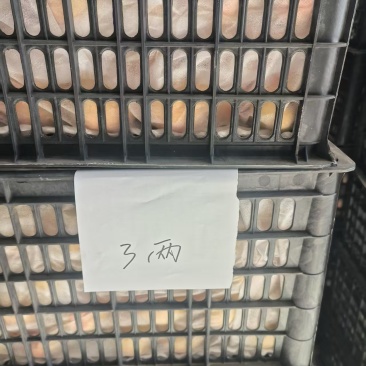 佛见喜梨，榨汁用
