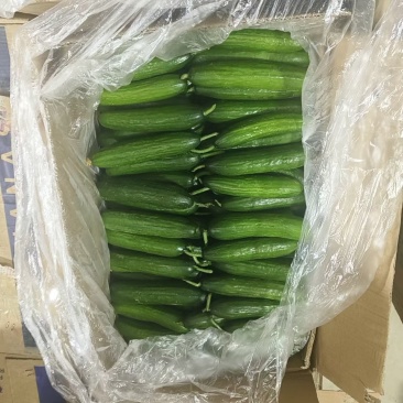 小黄瓜
