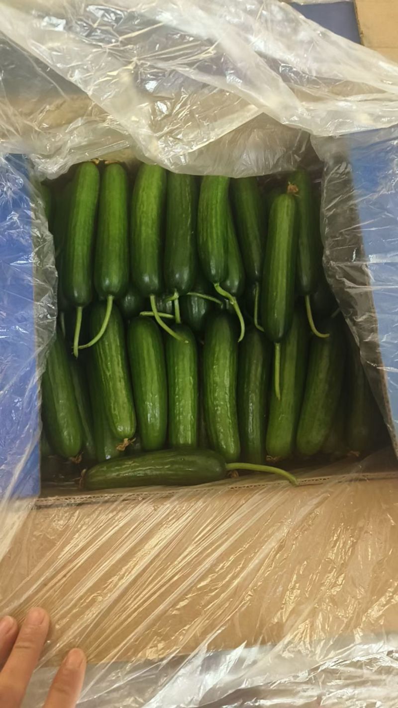 小黄瓜