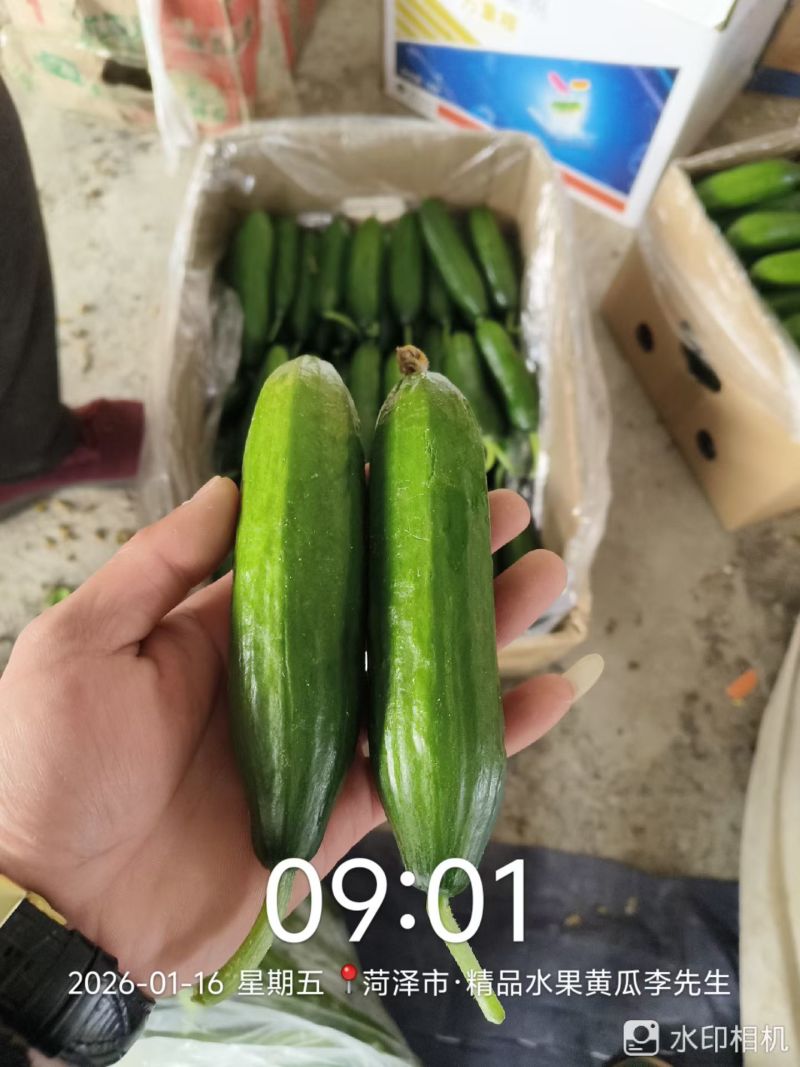 小黄瓜