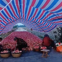 宝鸡长富苹果