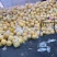 自己种的江永香柚，还有20000斤，一块一斤批发