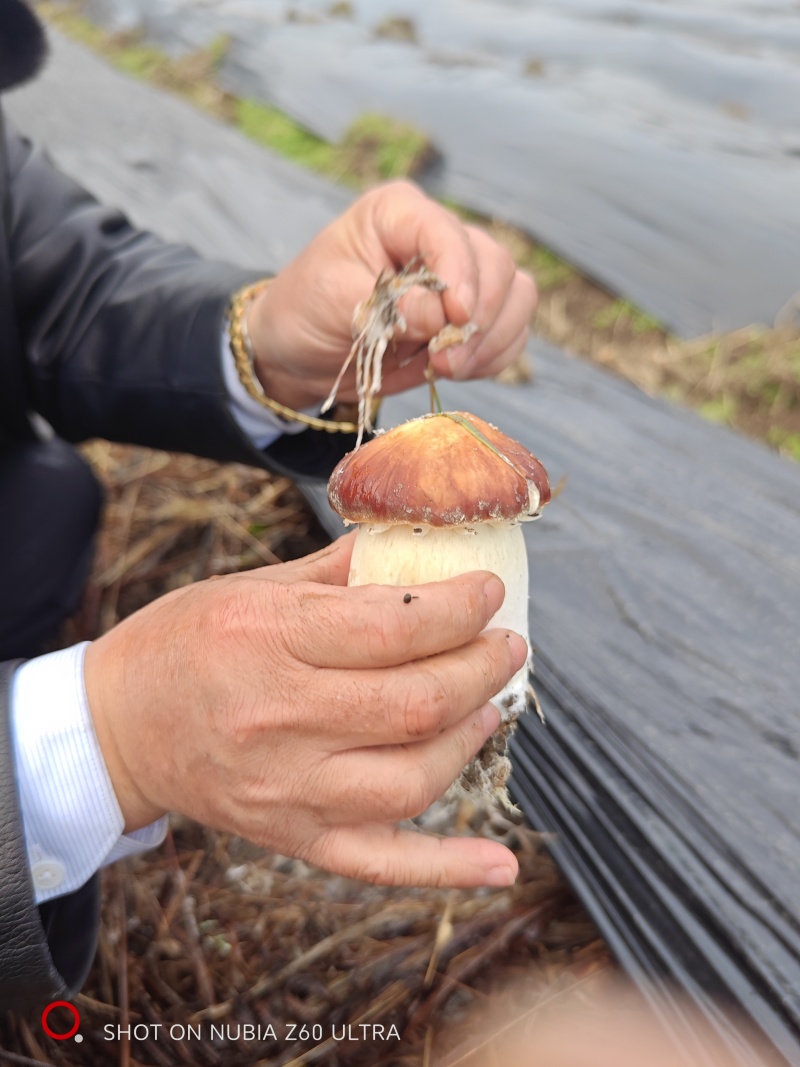 富硒赤松茸