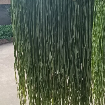 云南高山贡菜
