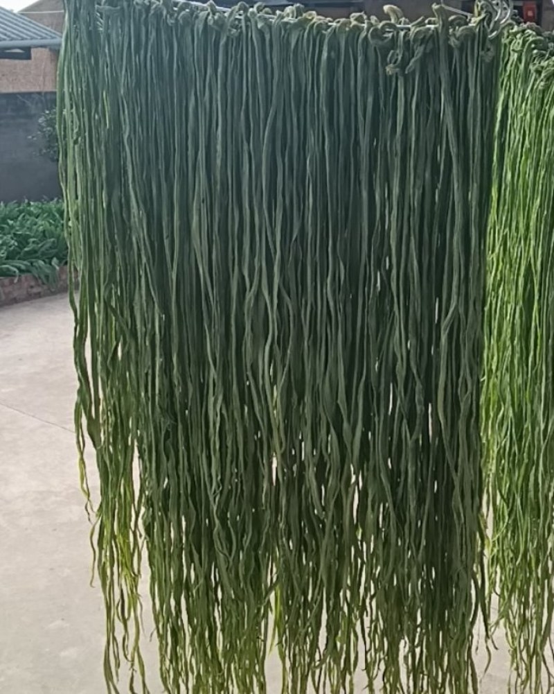 云南高山贡菜
