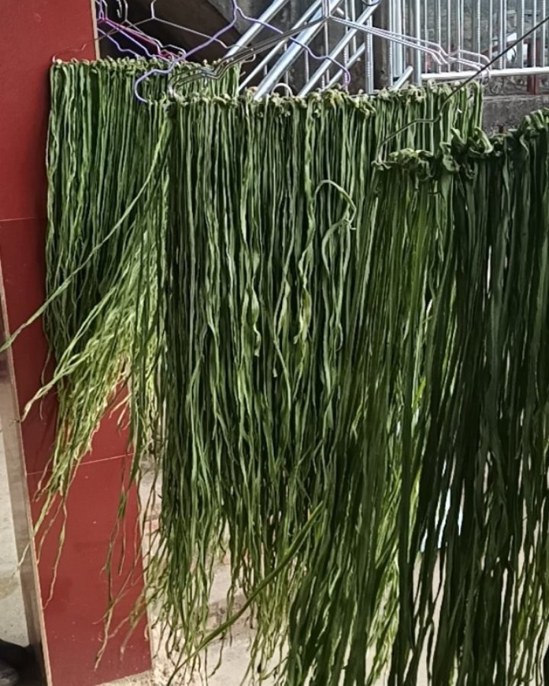 云南高山贡菜