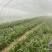泗水红根韭菜大量上市