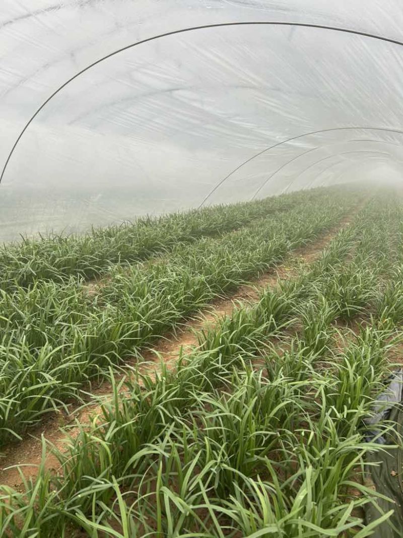 泗水红根韭菜大量上市