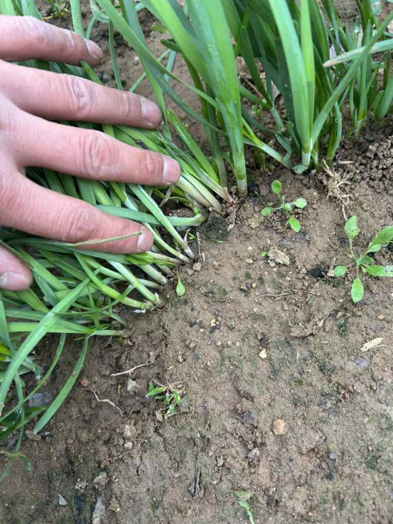 泗水红根韭菜大量上市